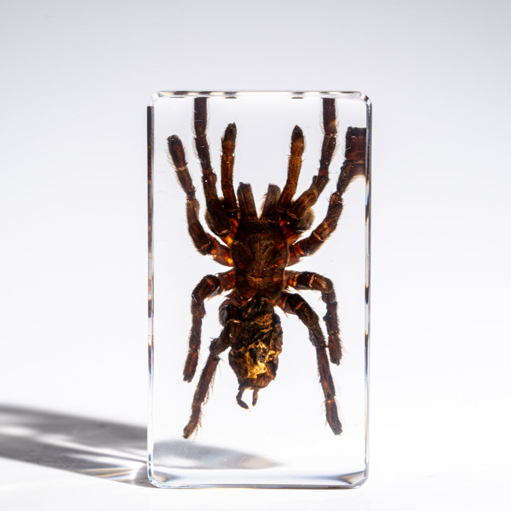 Genuine Single Tarantula in Lucite