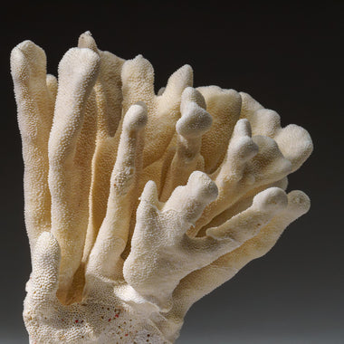 Genuine White Cat's Paw Coral (4 lbs) - Astro Gallery of Gems