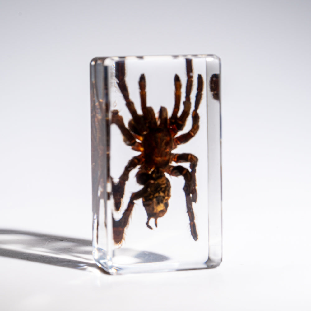 Genuine Single Tarantula in Lucite