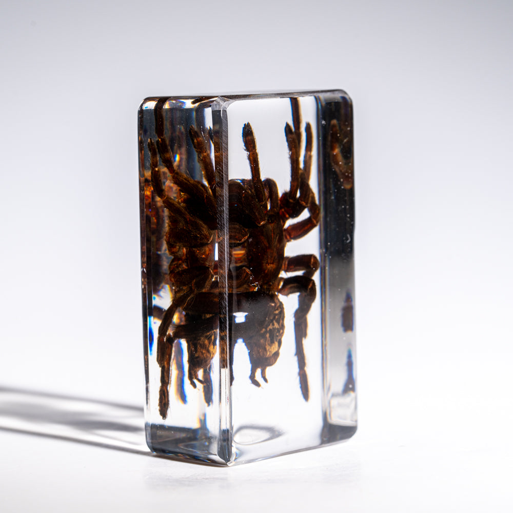 Genuine Single Tarantula in Lucite