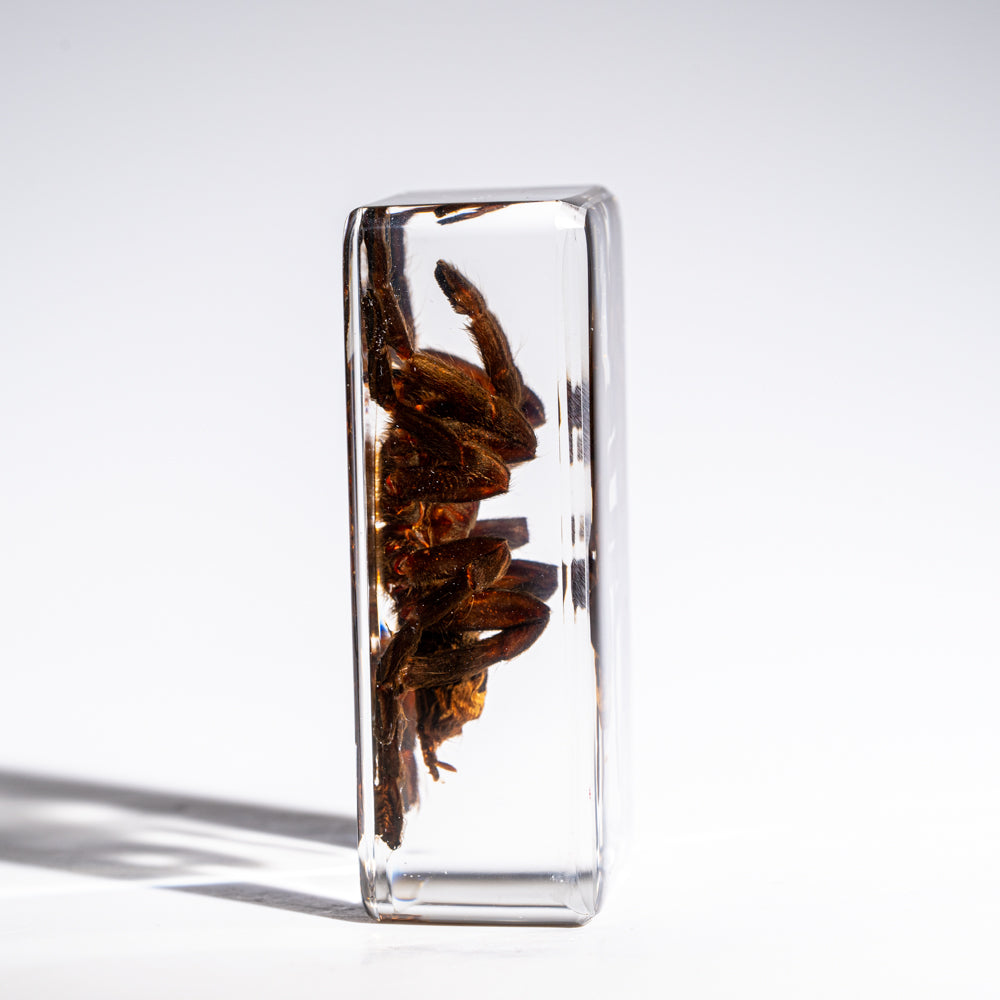 Genuine Single Tarantula in Lucite