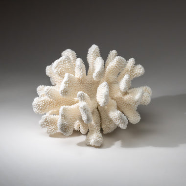 Genuine White Cat's Paw Coral (8.5 lbs) - Astro Gallery of Gems