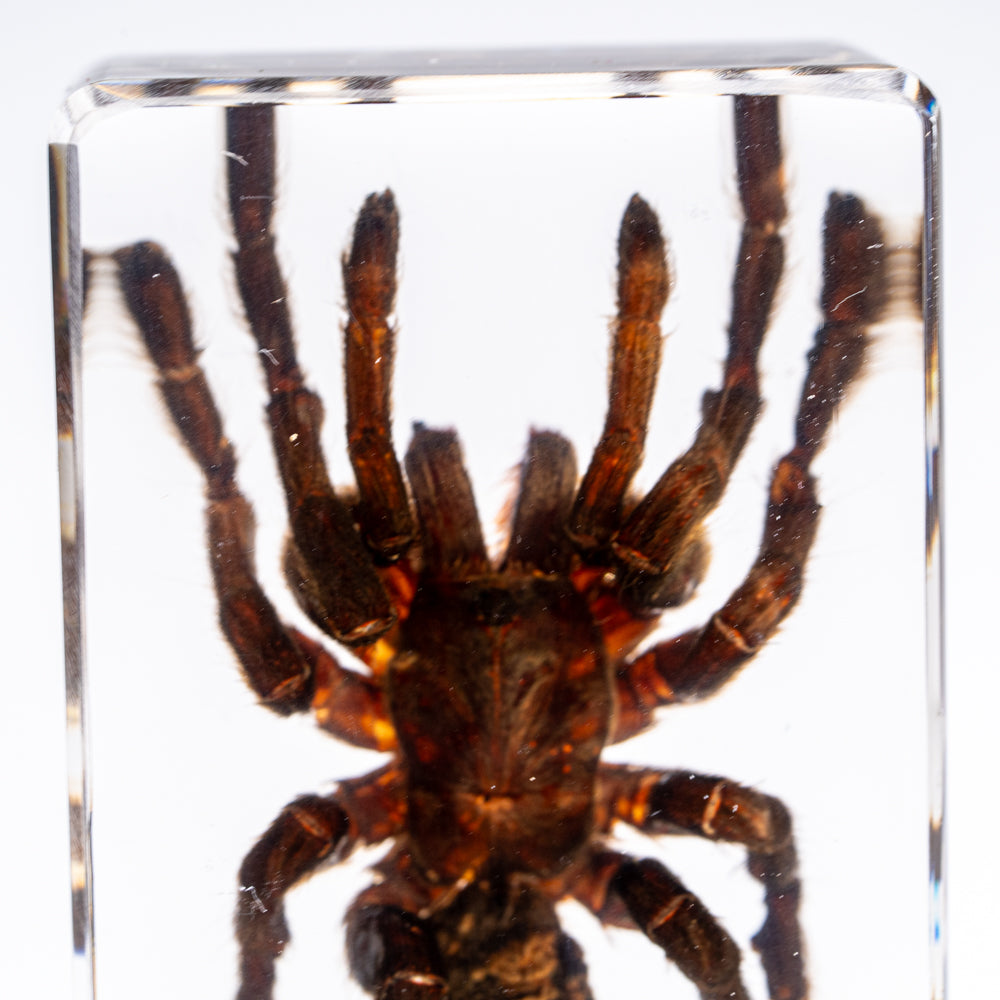 Genuine Single Tarantula in Lucite