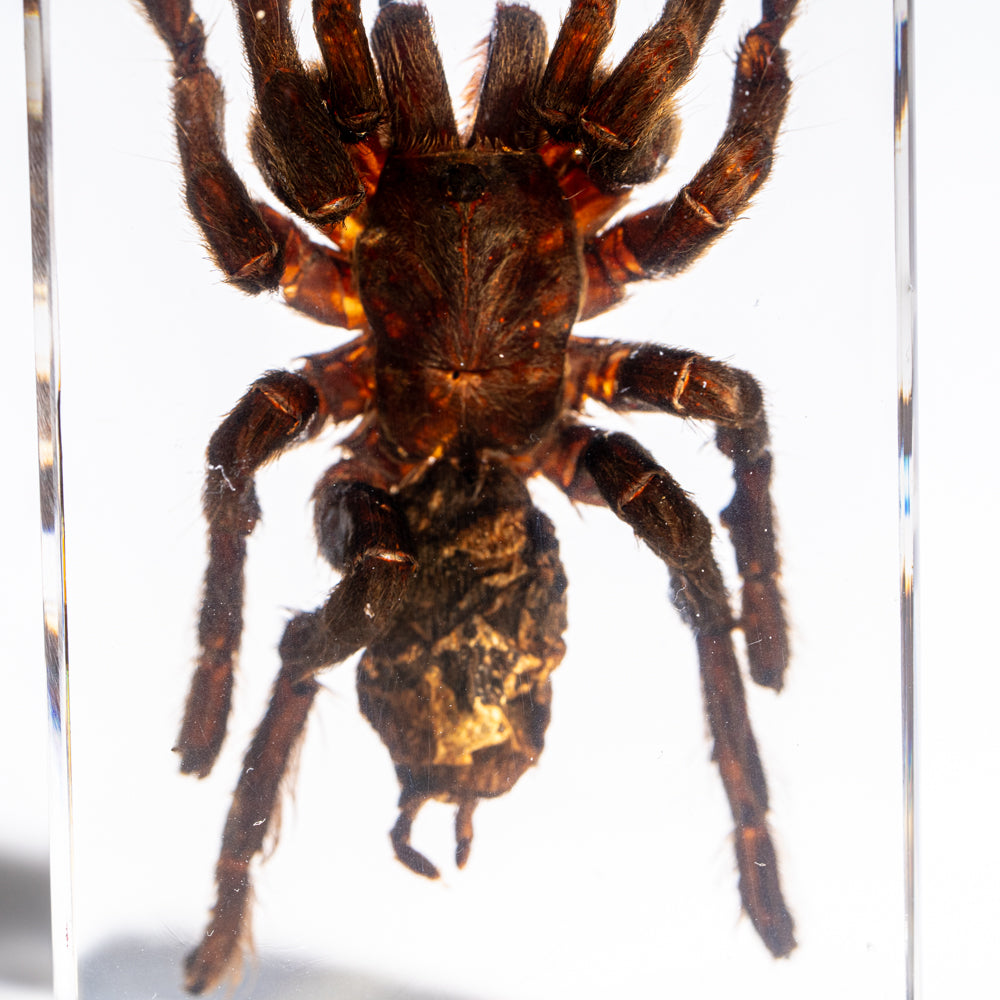 Genuine Single Tarantula in Lucite