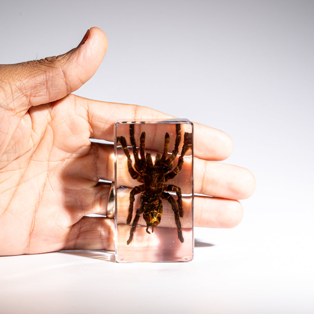 Genuine Single Tarantula in Lucite