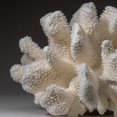 Genuine White Cat's Paw Coral (8.5 lbs) - Astro Gallery of Gems