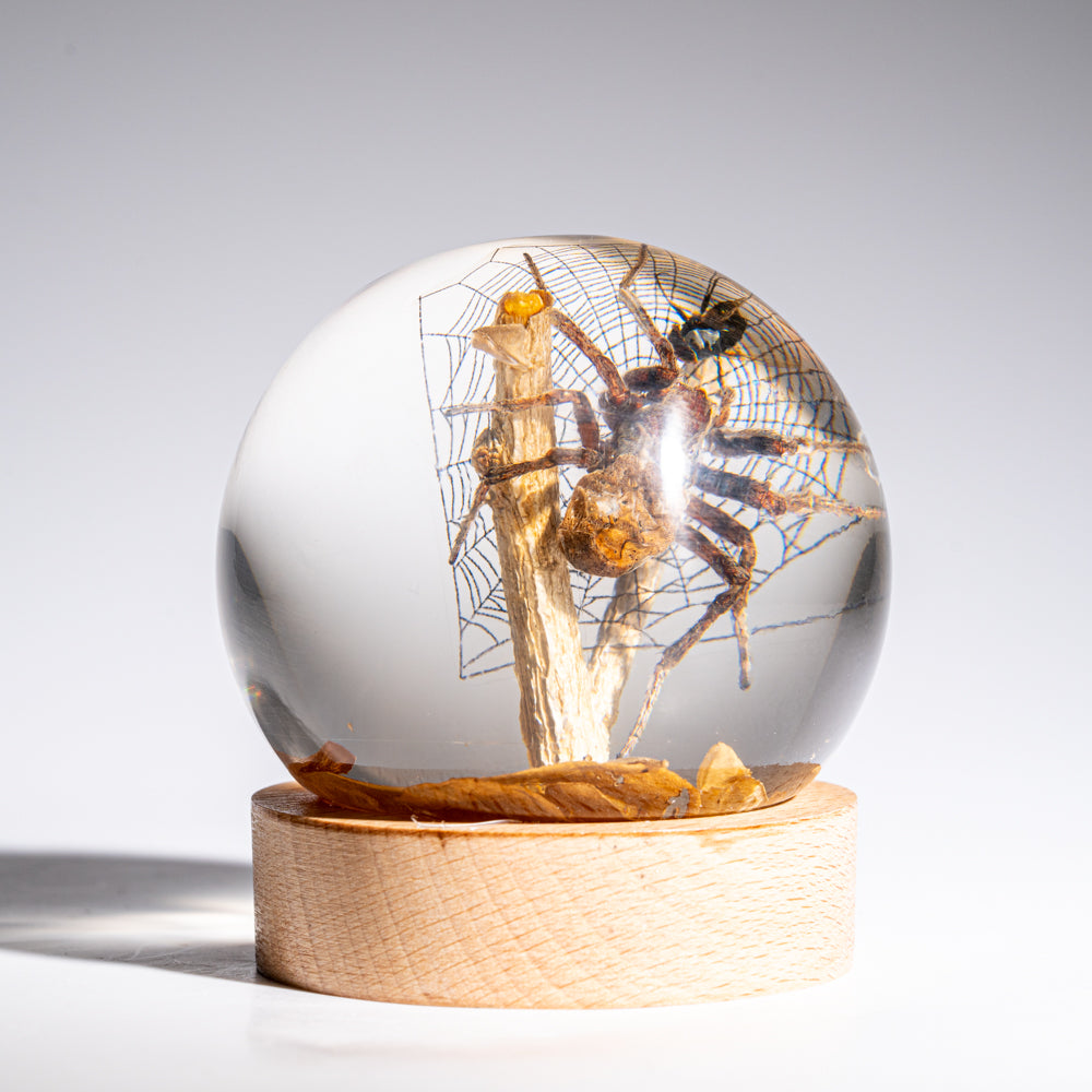 Genuine Orb Weaver Spider and Fly on Web in Globe & Stand