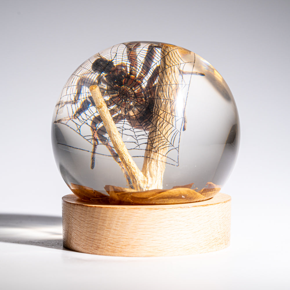 Genuine Orb Weaver Spider and Fly on Web in Globe & Stand