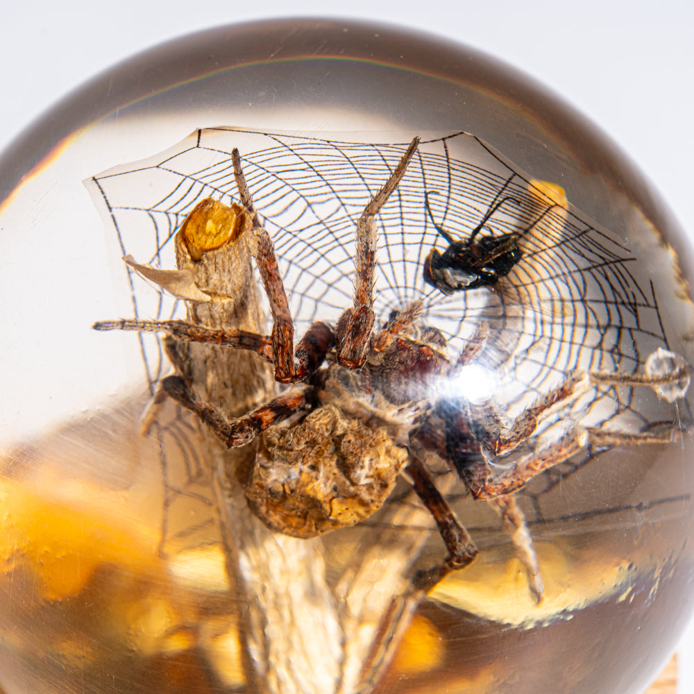 Genuine Orb Weaver Spider and Fly on Web in Globe & Stand