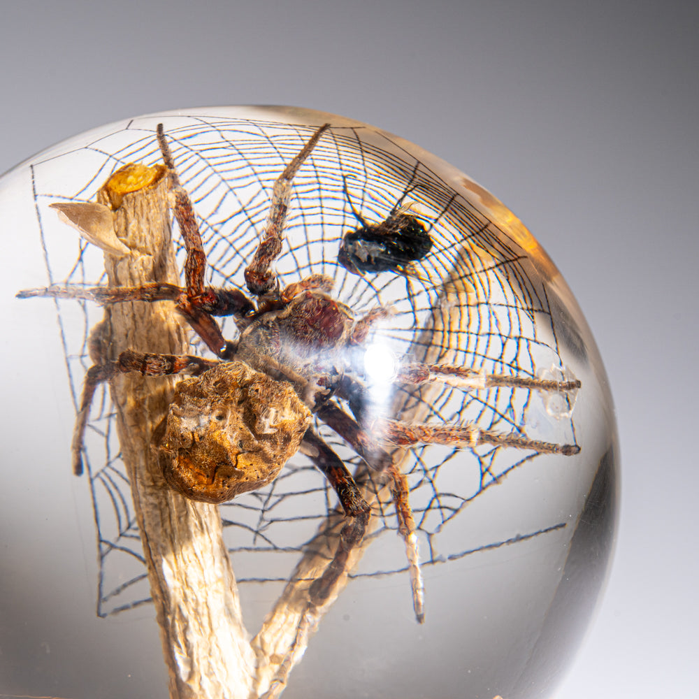 Genuine Orb Weaver Spider and Fly on Web in Globe & Stand