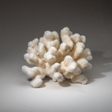 Genuine White Cat's Paw Coral (8.5 lbs) - Astro Gallery of Gems