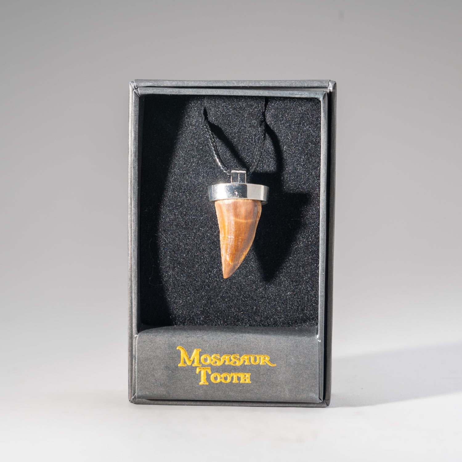Genuine Mosasaur Tooth Pendant with 18" Cord Necklace