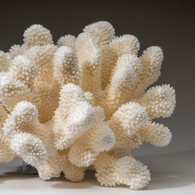 Genuine White Cat's Paw Coral (8.5 lbs) - Astro Gallery of Gems