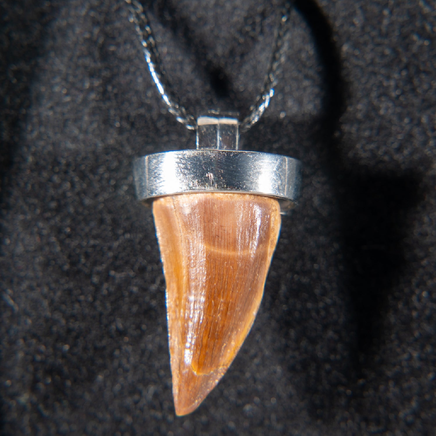 Carcharodontosaurus Tooth Fossil Pendant Dinosaur Tooth Necklace 925  Sterling Silver Real Dinosaur Tooth Dinosaur Gifts - Etsy Canada
