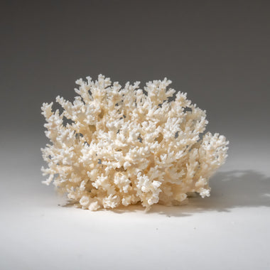Genuine White Lace Coral (.5 lbs) - Astro Gallery of Gems