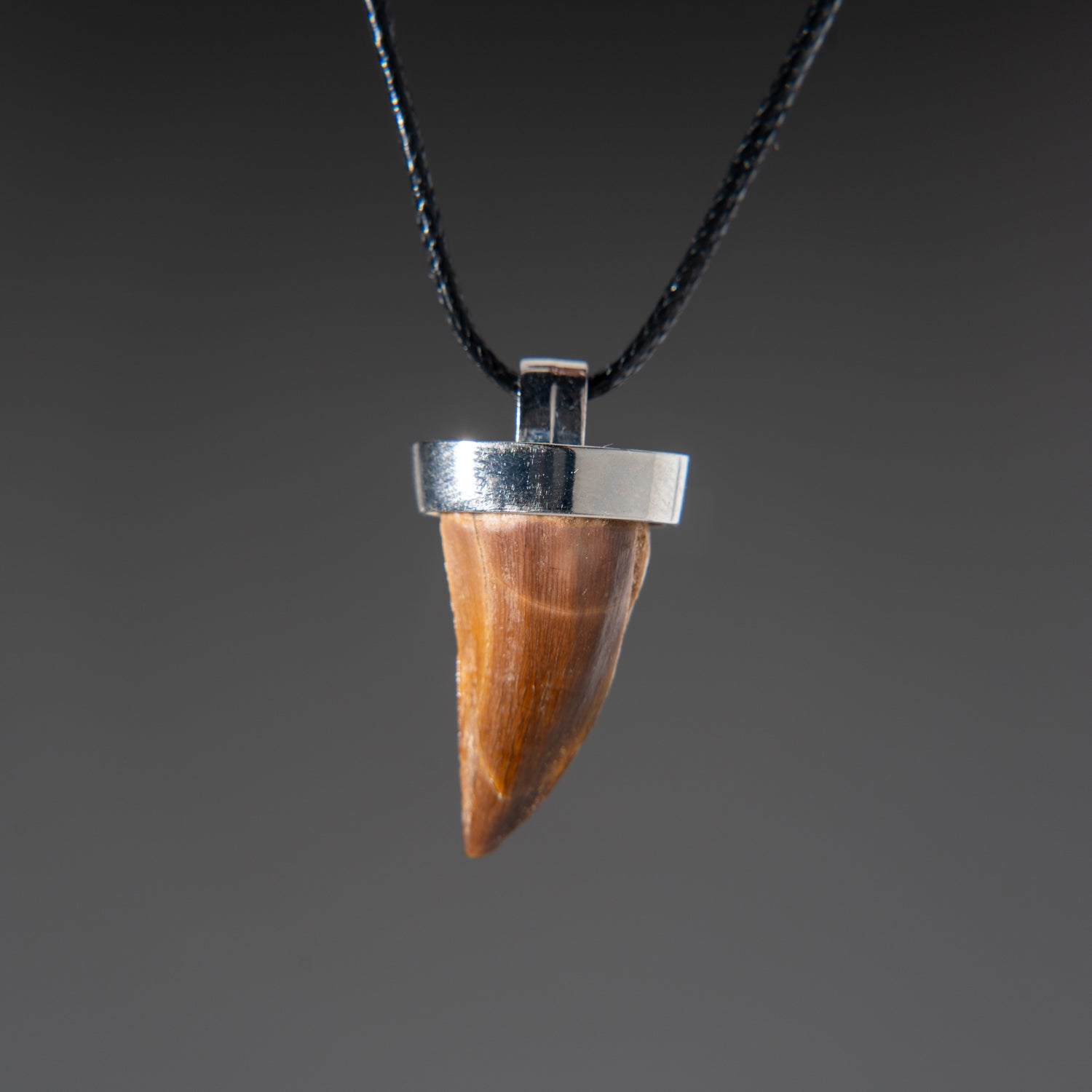 Genuine Mosasaur Tooth Pendant with 18" Cord Necklace