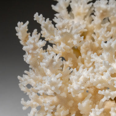 Genuine White Lace Coral (.5 lbs) - Astro Gallery of Gems