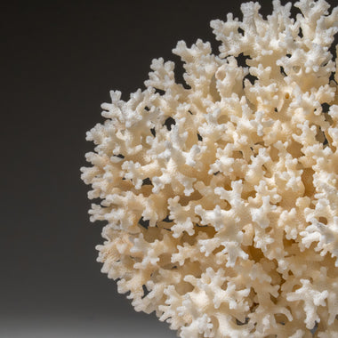Genuine White Lace Coral (1 lbs) - Astro Gallery of Gems