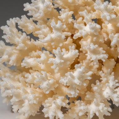 Genuine White Lace Coral (1 lbs) - Astro Gallery of Gems