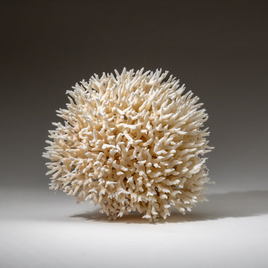 Genuine Birds Nest Coral (2.5 lbs) - Astro Gallery of Gems