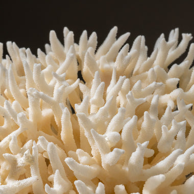 Genuine Birds Nest Coral (2.5 lbs) - Astro Gallery of Gems