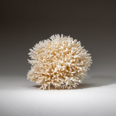 Genuine Birds Nest Coral ( 3 lbs) - Astro Gallery of Gems