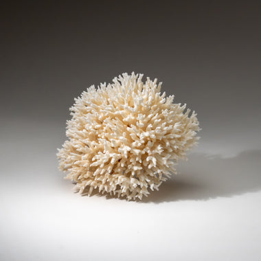 Genuine Birds Nest Coral ( 3 lbs) - Astro Gallery of Gems