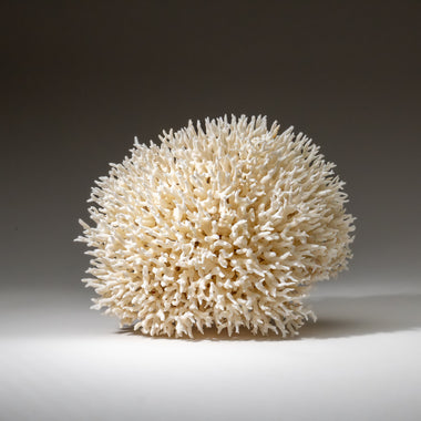 Genuine Birds Nest Coral ( 3 lbs) - Astro Gallery of Gems