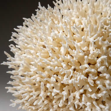 Genuine Birds Nest Coral ( 3 lbs) - Astro Gallery of Gems