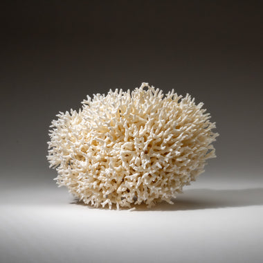 Genuine Birds Nest Coral ( 3.5 lbs) - Astro Gallery of Gems