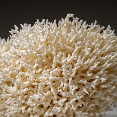 Genuine Birds Nest Coral ( 3.5 lbs) - Astro Gallery of Gems
