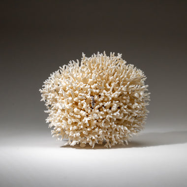 Genuine Birds Nest Coral (4 lbs) - Astro Gallery of Gems