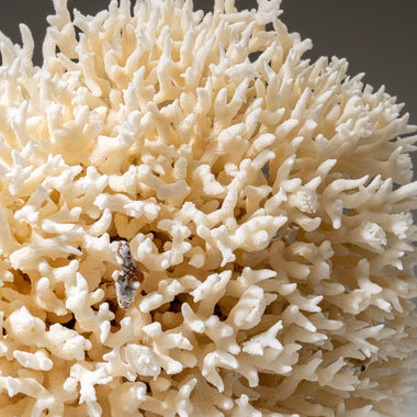 Genuine Birds Nest Coral (4 lbs) - Astro Gallery of Gems