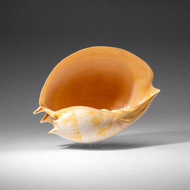 Genuine Large Volute Shell (2.3 lbs) - Astro Gallery of Gems