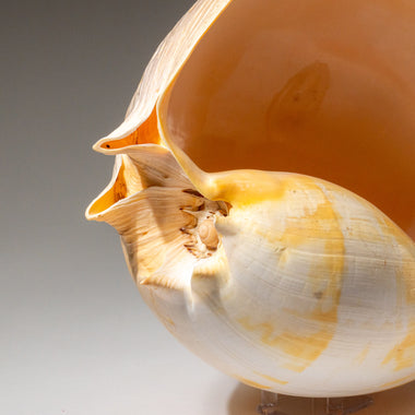 Genuine Large Volute Shell (2.3 lbs) - Astro Gallery of Gems