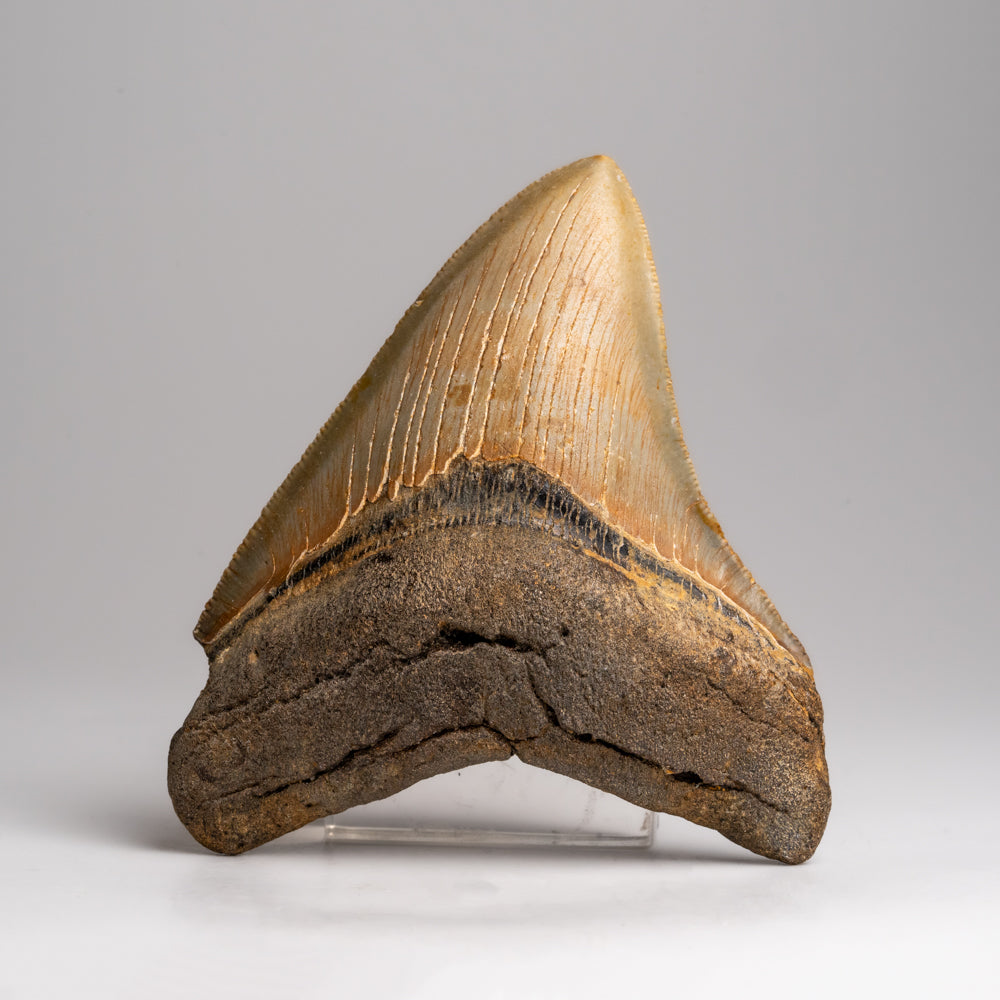 Genuine Megalodon Shark Tooth in Display Box (143.2 grams)