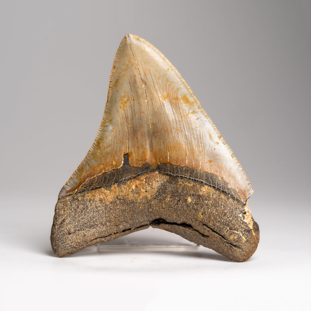 Genuine Megalodon Shark Tooth in Display Box (143.2 grams)