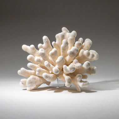 Genuine White Cat's Paw Coral (5 lbs) - Astro Gallery of Gems