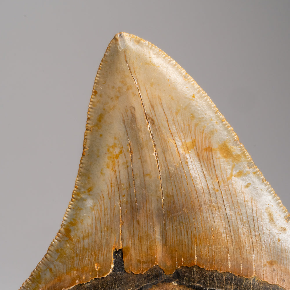 Genuine Megalodon Shark Tooth in Display Box (143.2 grams)