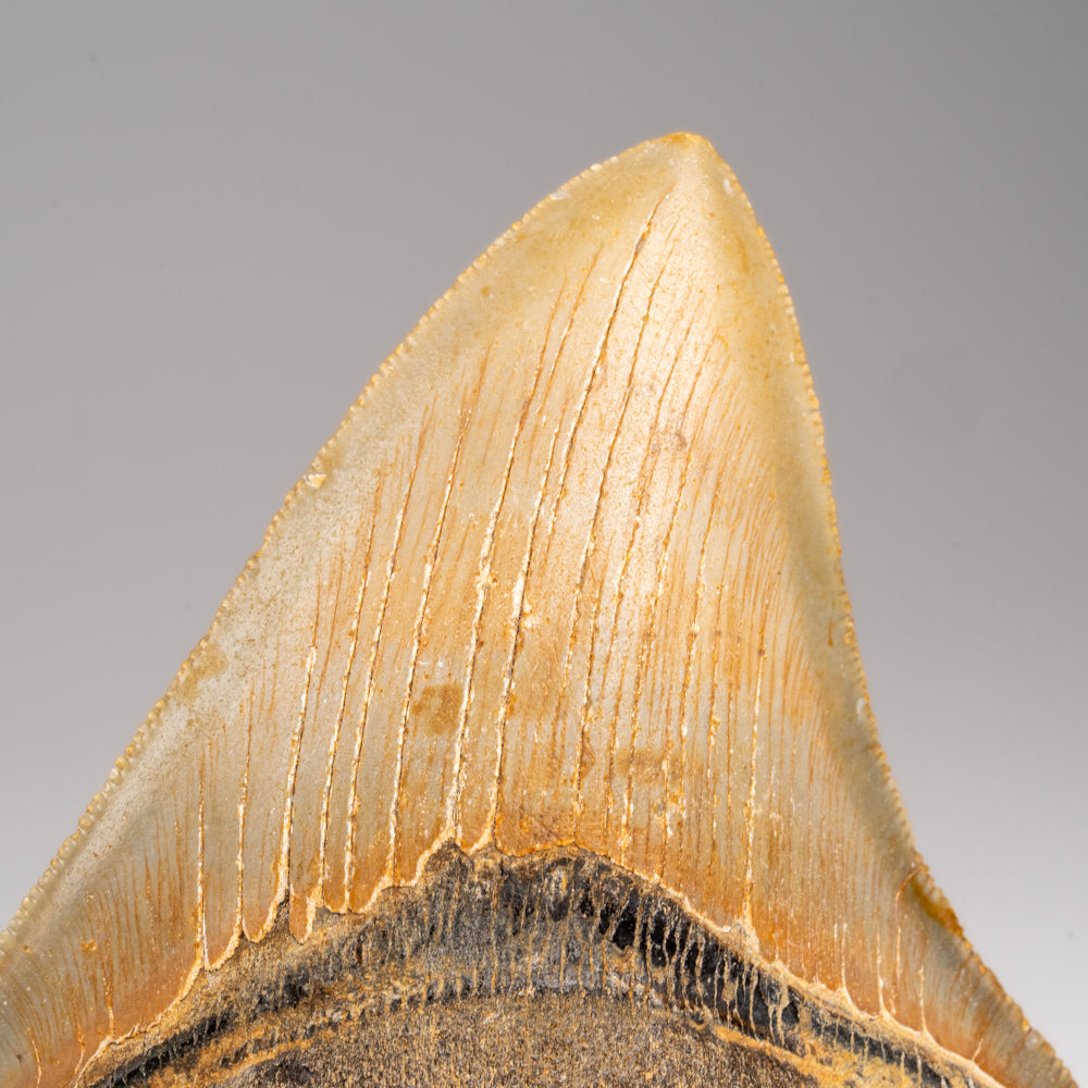 Genuine Megalodon Shark Tooth in Display Box (143.2 grams)