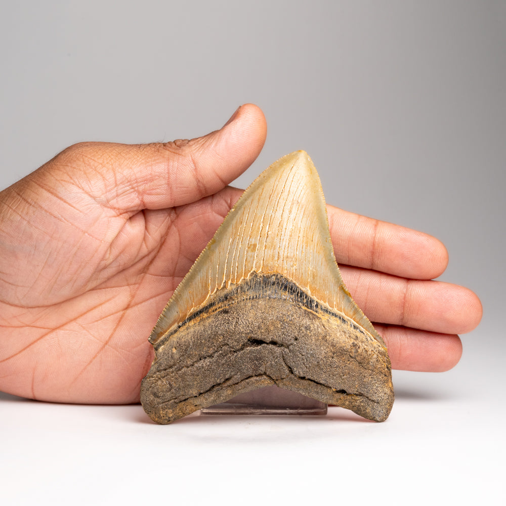 Genuine Megalodon Shark Tooth in Display Box (143.2 grams)