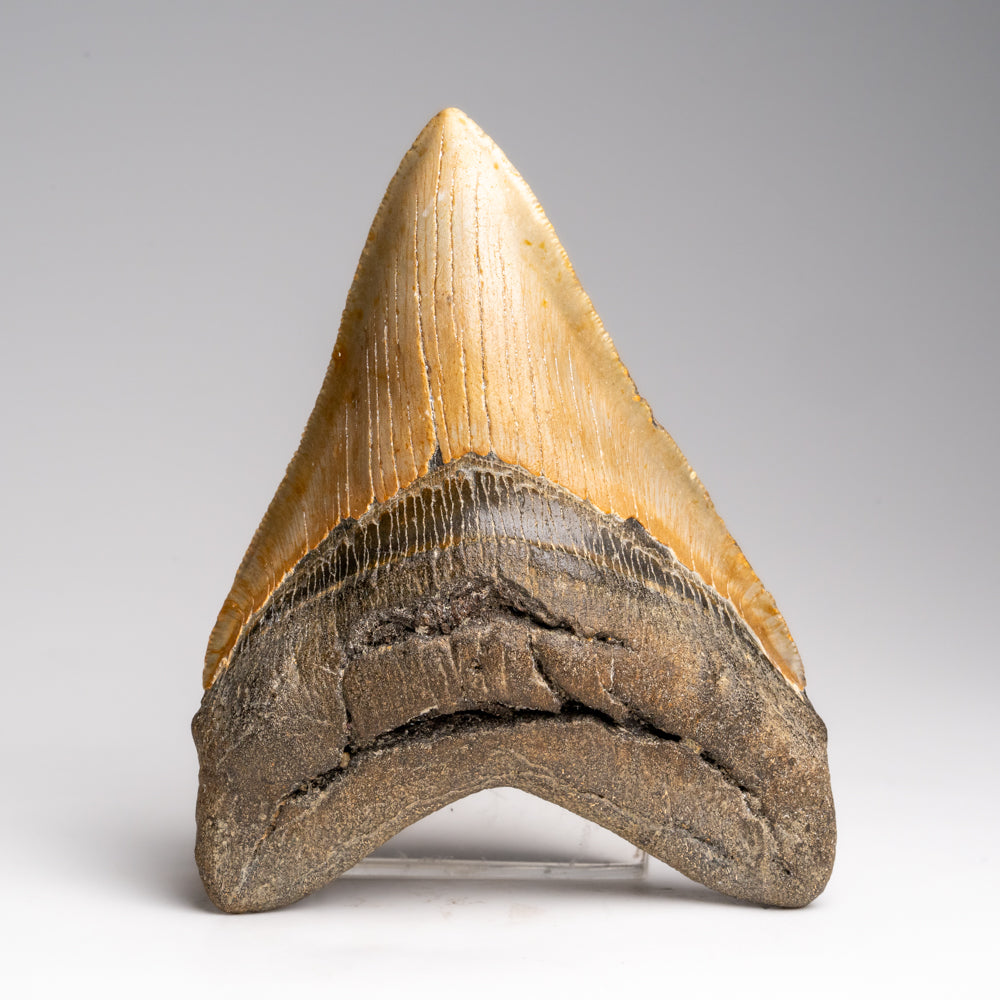 Genuine Megalodon Shark Tooth in Display Box (187 grams)