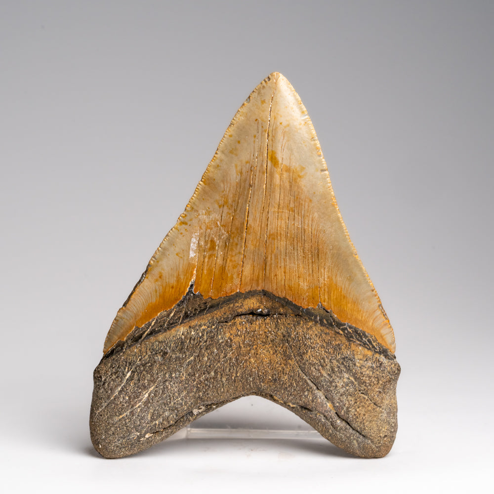 Genuine Megalodon Shark Tooth in Display Box (187 grams)