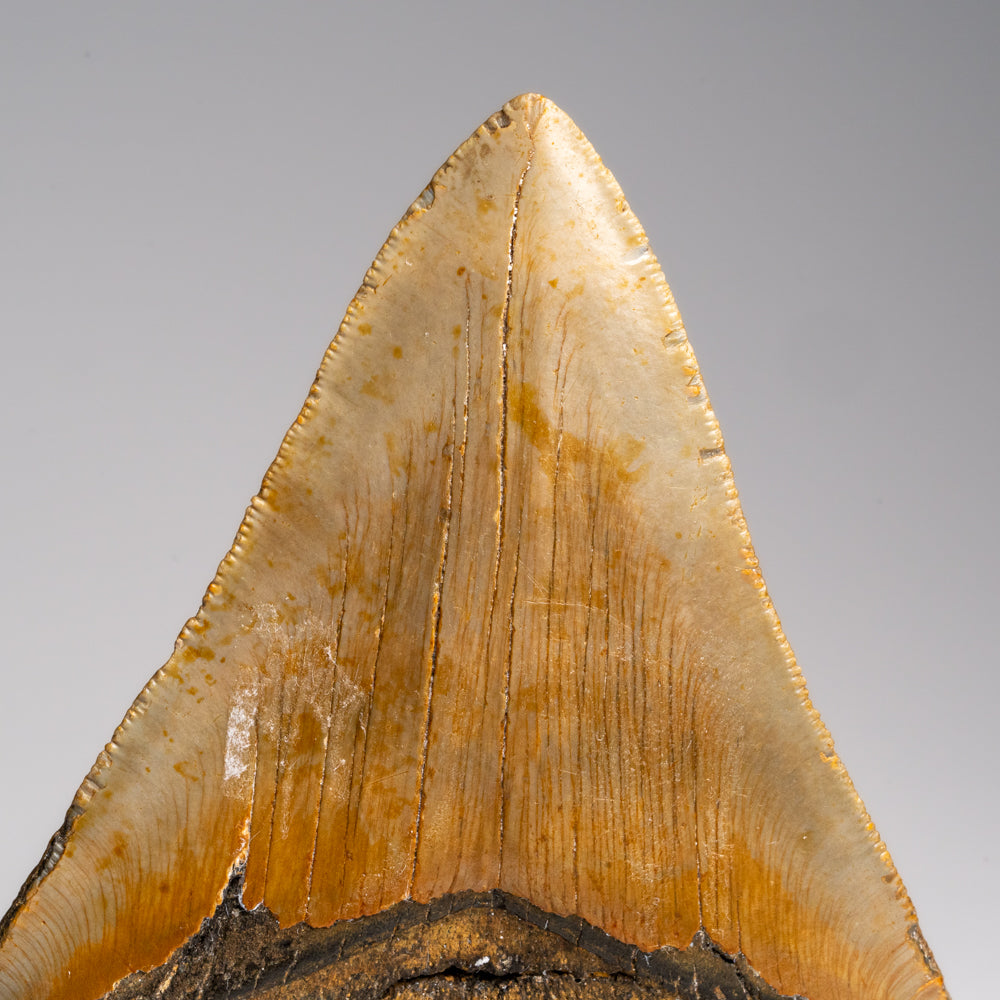 Genuine Megalodon Shark Tooth in Display Box (187 grams)