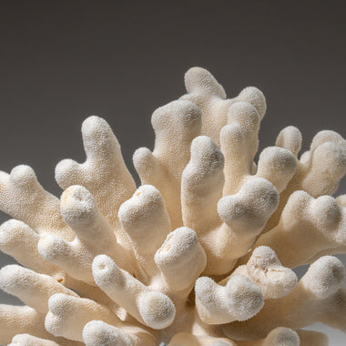 Genuine White Cat's Paw Coral (5 lbs) - Astro Gallery of Gems