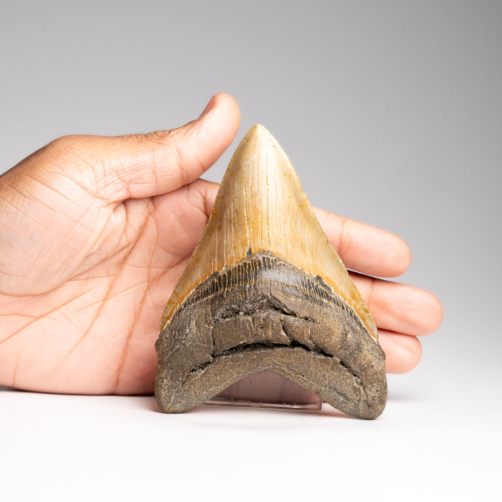 Genuine Megalodon Shark Tooth in Display Box (187 grams)