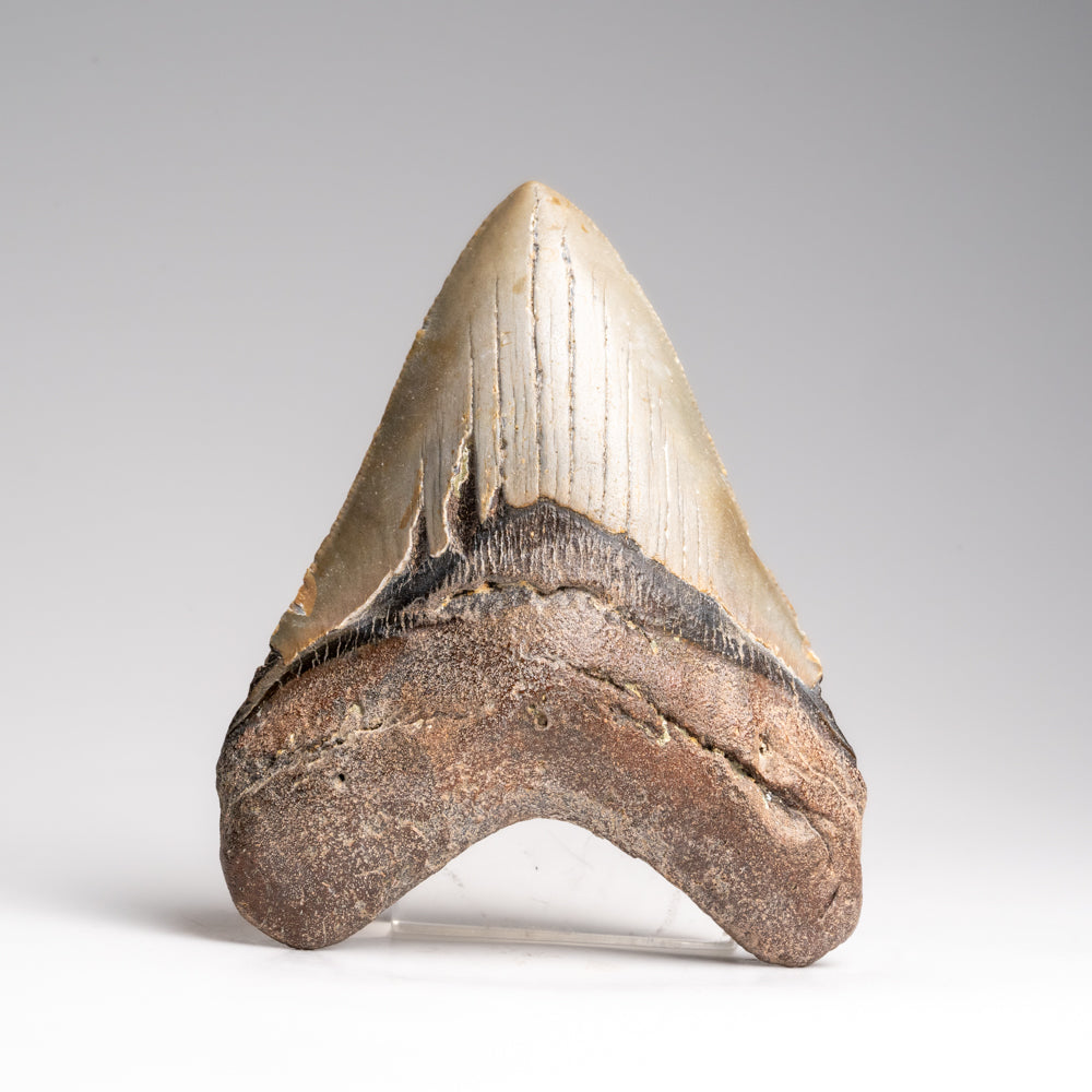 Genuine Megalodon Shark Tooth in Display Box (153.3 grams)