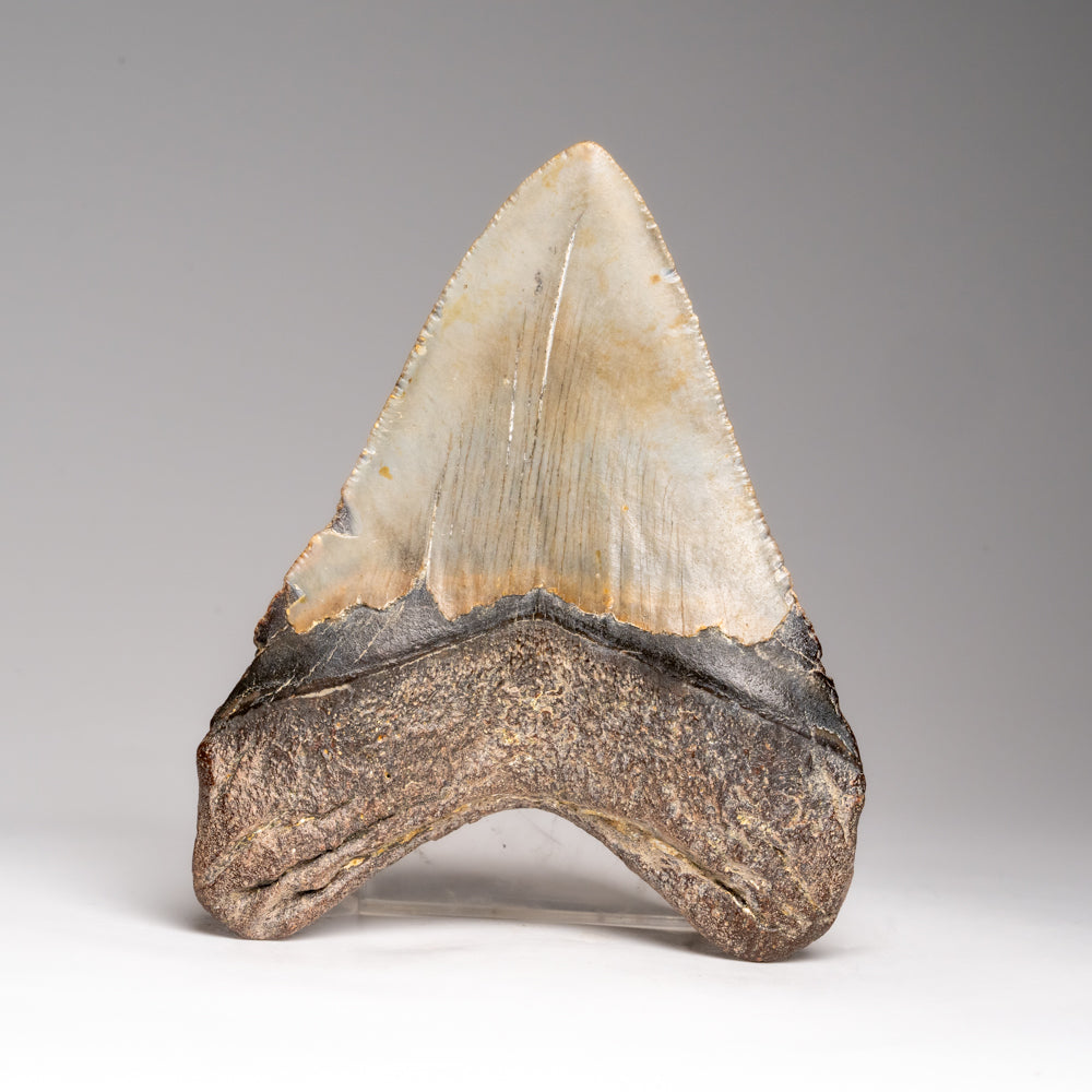 Genuine Megalodon Shark Tooth in Display Box (153.3 grams)