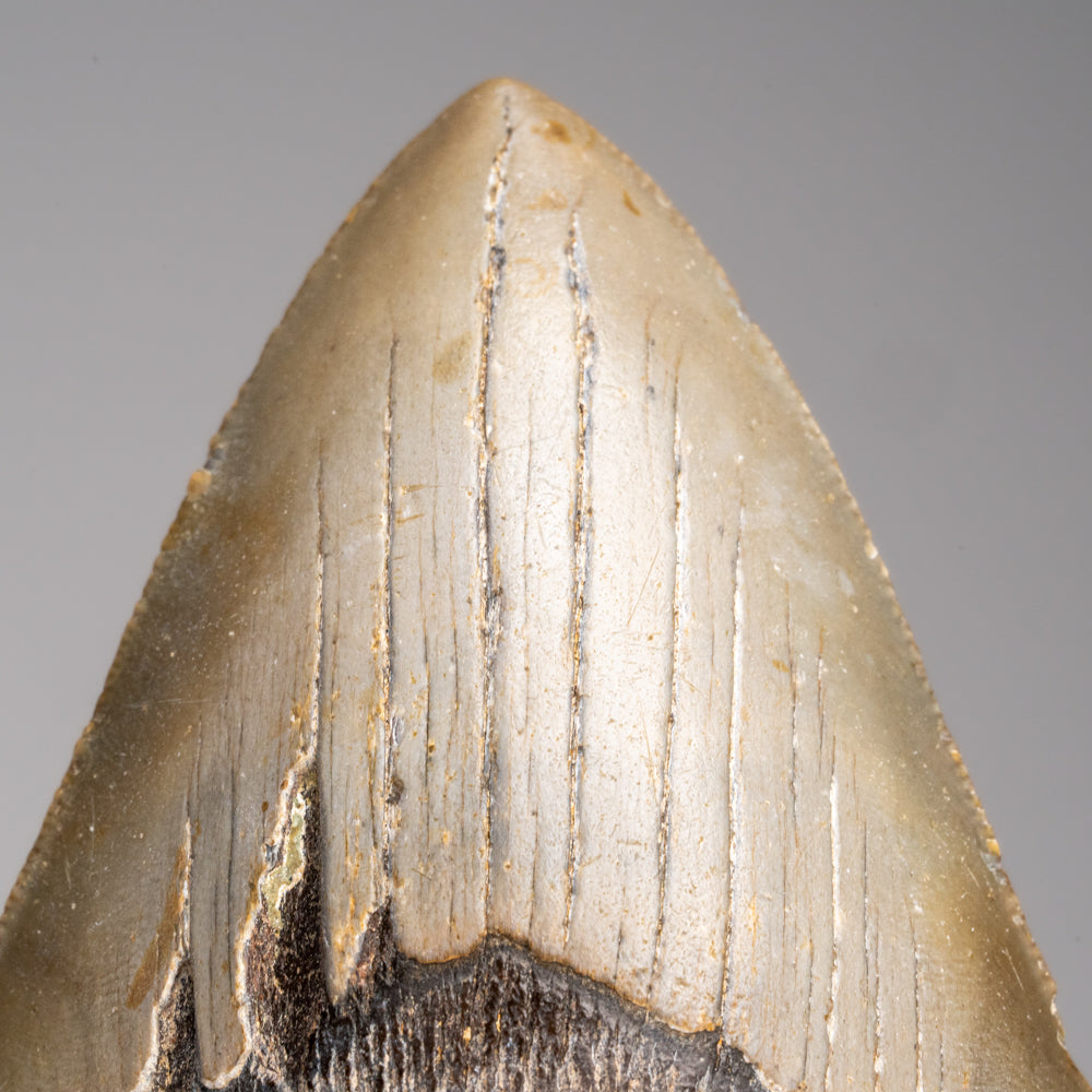 Genuine Megalodon Shark Tooth in Display Box (153.3 grams)