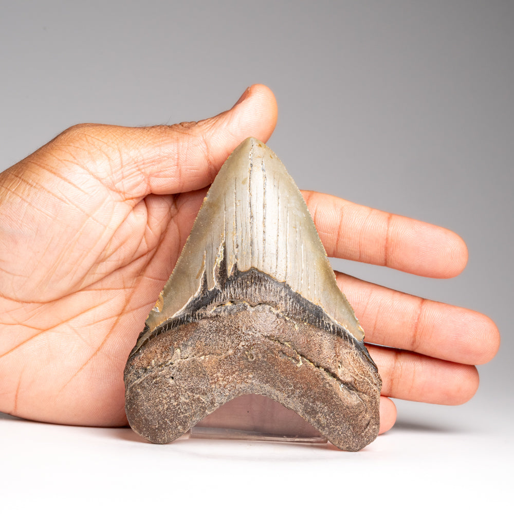 Genuine Megalodon Shark Tooth in Display Box (153.3 grams)